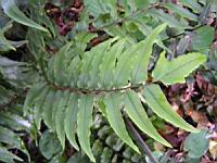 Cyrtomium Fortunei (J. Sm.) (fam Aspidiacees) (Chine, Japon) (2) (Photo F. Mrugala)